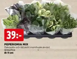Jem&Fix Peperomia mix erbjuda
