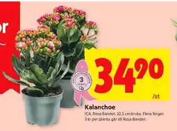 ICA Supermarket Kalanchoe erbjuda