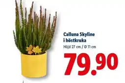 Lidl Calluna Skyline i höstkruka erbjuda