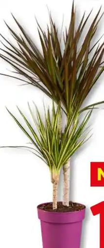 Lidl Dracaena "Tutti Frutti” erbjuda