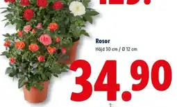 Lidl Rosor erbjuda