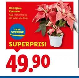 Lidl Höststjärna Cinnamon erbjuda