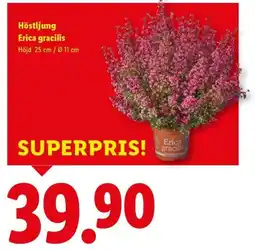 Lidl Höstljung Erica gracilis erbjuda