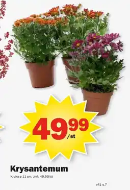 Pekås Krysantemum erbjuda