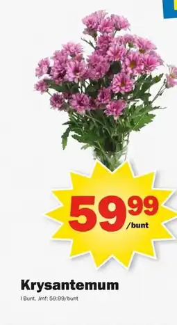 Pekås Krysantemum erbjuda