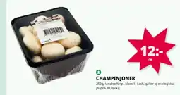 Tempo Champinjoner erbjuda