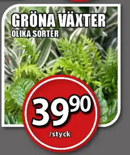 Extra Mjällby Stormarknad Gröna växter olika sorter erbjuda