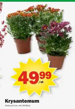 Pekås Krysantemum, SEK 49.99 erbjuda