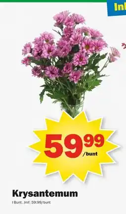 Pekås Krysantemum, SEK 59.99 erbjuda