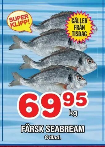 Nya Pulsen Färsk seabream erbjuda