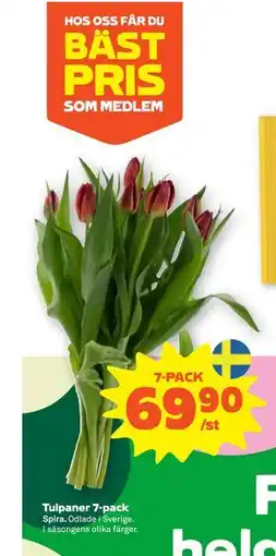 Stora Coop Tulpaner 7-pack, SEK 69.9 erbjuda