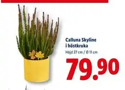 Lidl Calluna Skyline i höstkruka, SEK 79.9 erbjuda