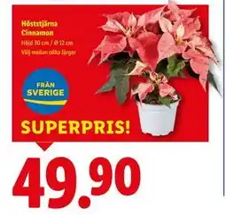 Lidl Höststjärna Cinnamon, SEK 49.9 erbjuda