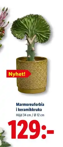 Lidl Marmoreuforbia i keramikkruka, SEK 129 erbjuda