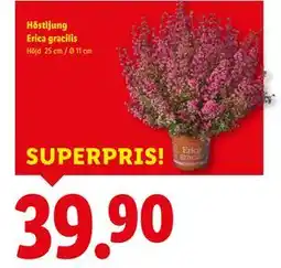 Lidl Höstljung Erica gracilis, SEK 39.9 erbjuda