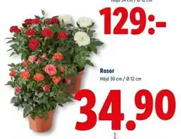 Lidl Rosor, SEK 34.9 erbjuda