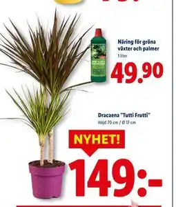 Lidl Dracaena ”Tutti Frutti”, SEK 149 erbjuda