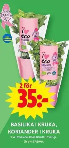 ICA Maxi Basilika i kruka, koriander i kruka erbjuda