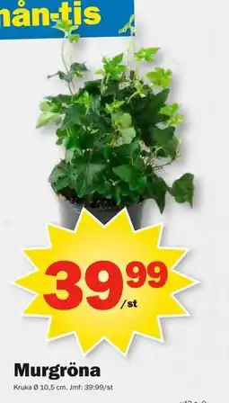 Pekås Murgröna, SEK 39.99 erbjuda