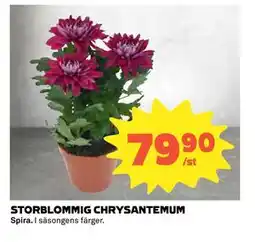 Coop Daglivs STORBLOMMIG CHRYSANTEMUM, SEK 79.9 erbjuda