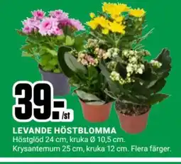 ÖoB Levande höstblomma erbjuda