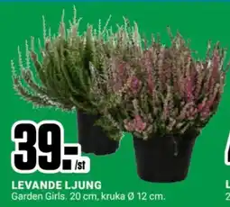 ÖoB Levande ljung erbjuda