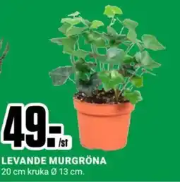 ÖoB Levande murgröna erbjuda