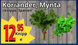 Supergrossen Koriander, Mynta erbjuda