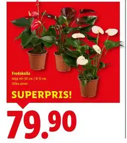 Lidl Fredskalla, SEK 79.9 erbjuda