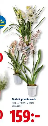Lidl Orkidé, premium mix, SEK 159 erbjuda
