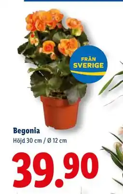 Lidl Begonia, SEK 39.9 erbjuda