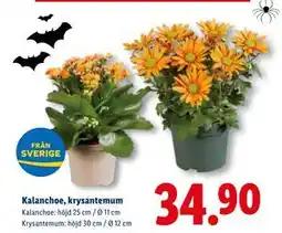 Lidl Kalanchoe, krysantemum, SEK 34.9 erbjuda