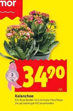ICA Supermarket Kalanchoe erbjuda