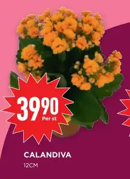 Willys Hemma CALANDIVA, SEK 39.9 erbjuda