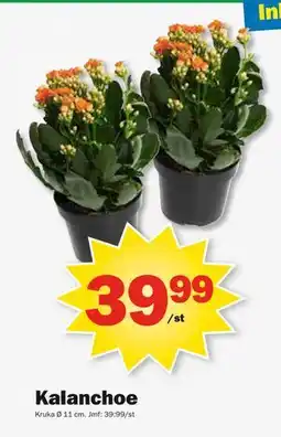 Pekås Kalanchoe, SEK 39.99 erbjuda