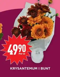Willys Hemma KRYSANTEMUM I BUNT, SEK 49.9 erbjuda
