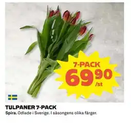 Coop Daglivs TULPANER 7-PACK, SEK 69.9 erbjuda