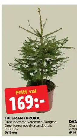 Jem&Fix JULGRAN I KRUKA, SEK 169 erbjuda