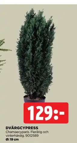 Jem&Fix DVÄRGCYPRESS, SEK 129 erbjuda