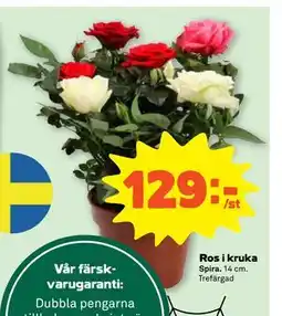 Stora Coop Ros i kruka, SEK 129 erbjuda