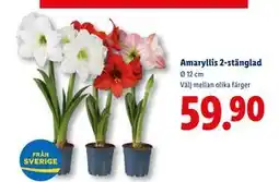 Lidl Amaryllis 2 stänglad, SEK 59.9 erbjuda