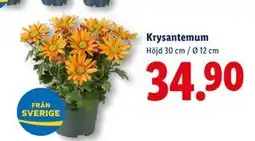 Lidl Krysantemum, SEK 34.9 erbjuda