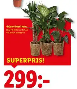 Lidl Gröna växter i korg, SEK 299 erbjuda