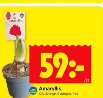 ICA Kvantum Amaryllis erbjuda