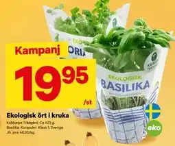 City Gross Ekologisk ört i kruka, SEK 19.95 erbjuda