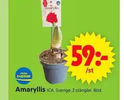 ICA Supermarket Amaryllis erbjuda