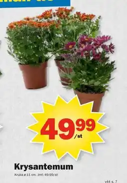 Pekås Krysantemum, SEK 49.99 erbjuda