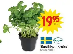 Matöppet Basilika i kruka, SEK 19.95 erbjuda