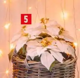 Jem&Fix KONSTVÄXT JULSTJÄRNA, SEK 69 erbjuda