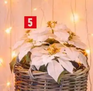 Jem&Fix KONSTVÄXT JULSTJÄRNA, SEK 69 erbjuda